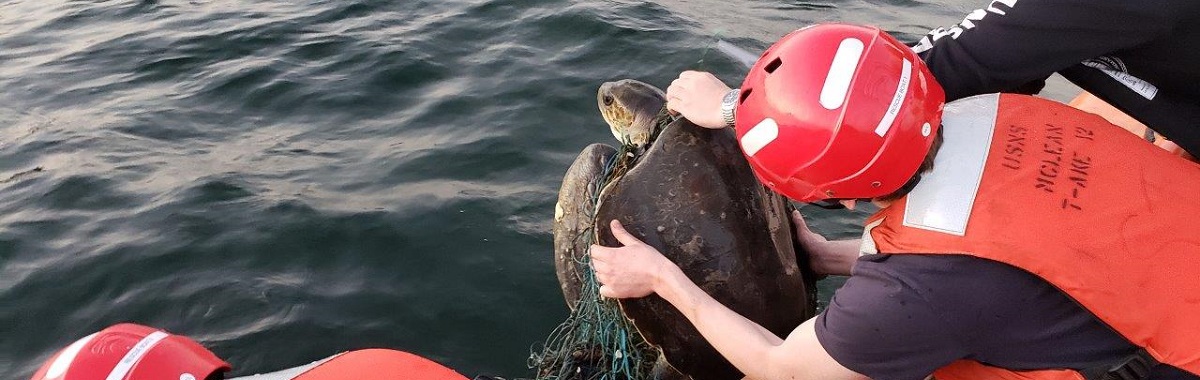 USNS Crew Rescues Marine Life in Arabian Sea